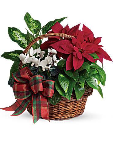 Holiday Homecoming - Potted poinsettia holiday flower arrangement