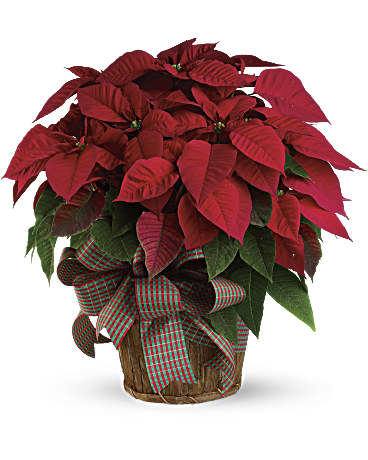 Red poinsettia arrangement in decorative holiday pot