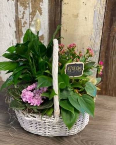 <p>This wonderful planter is the perfect display of greenery with a dash of color.</p>