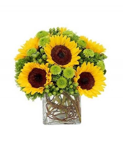 <p>Six enthralling sunflowers are the stars of this floral masterpiece also featuring a burst of green poms, green hypericum and green trachelium in a clear cube container accented by curly willow.</p>