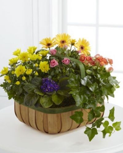 <p>The FTD® Gentle Blossoms™ Basket is a wonderful way to brighten someone's day. A collection of our finest plants are brought together in a green-rimmed natural woodchip basket to create a warm and comforting sentiment.</p>