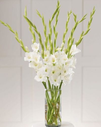 Ten pure white gladiolus are arranged in a clear glass cylinder. Pure serenity.
