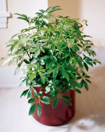 A great accent for home or office, this lush Schefflera grows into a large, bushy plant.
